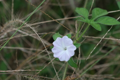 Ipomoea pes-tigridis